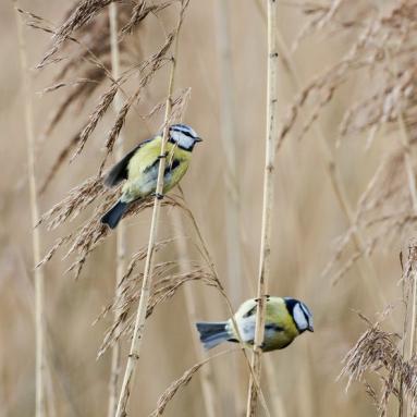 Marie Jeanne Fautres