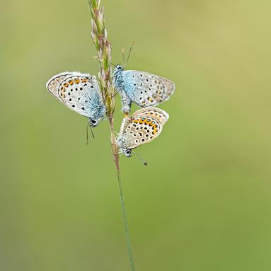 Marie Jeanne Fautres