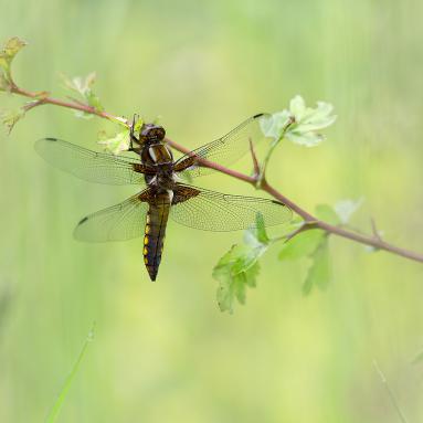 Marie Jeanne Fautres