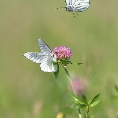 Marie Jeanne Fautres