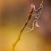 Marie-Jeanne Fautrès