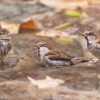 Jean-Marie Wolff - Coup de coeur de Véronique Fournier