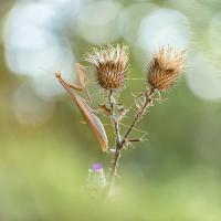 Jean-Pierre Fautrès