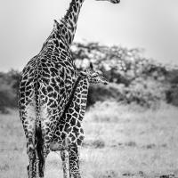 Jean-Pierre Fautrès