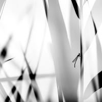 Marie-Jeanne Fautrès