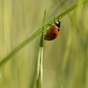 Jean-Pierre Fautrès