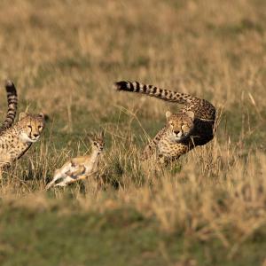 Jean-Pierre Fautrès - Médaille WWF