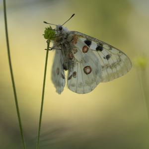Jean-Pierre Fautrès