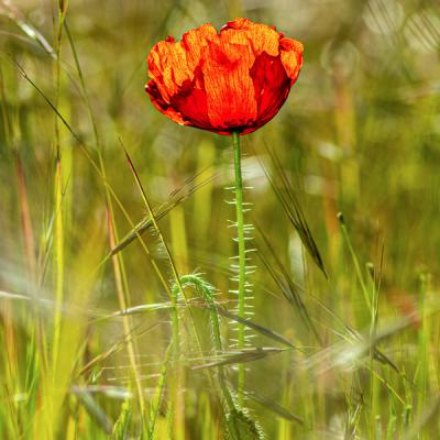 Claude Dessaint - Au lever du soleil