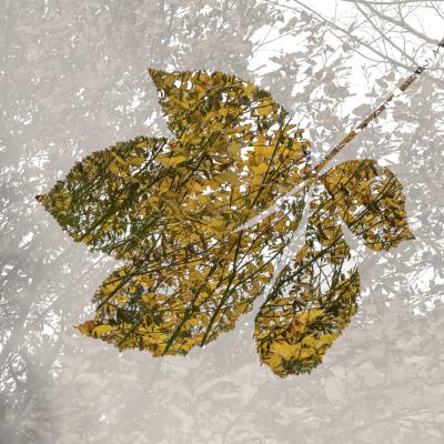 Patrice Guyot - Dentelles d'automne