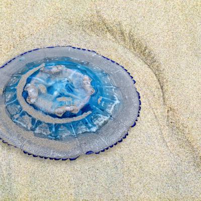 Philippe Tschambser - Transparence sur la plage