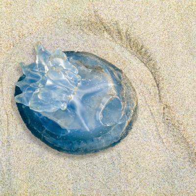 Philippe Tschambser - Transparence sur la plage