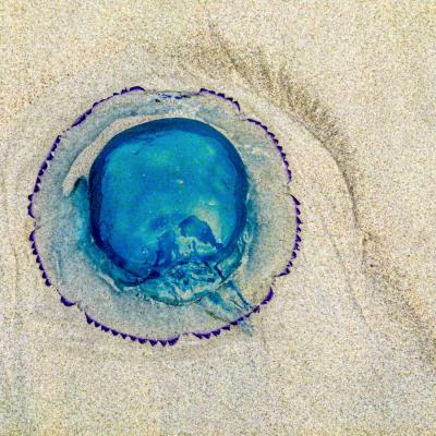 Philippe Tschambser - Transparence sur la plage