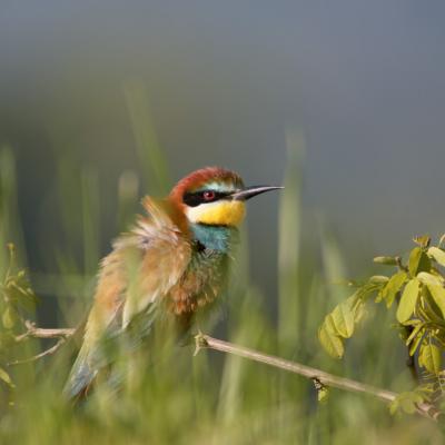 Jean- Claude Vigreux - Guépiers