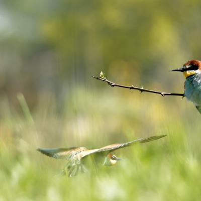 Jean- Claude Vigreux - Guépiers