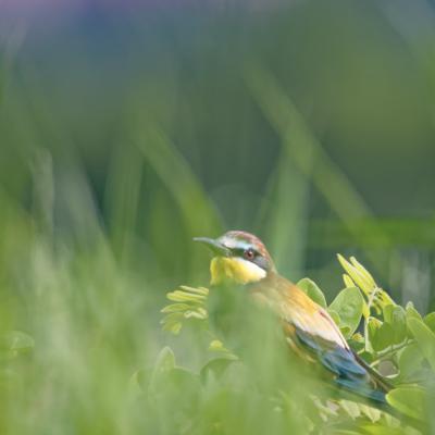 Jean- Claude Vigreux - Guépiers