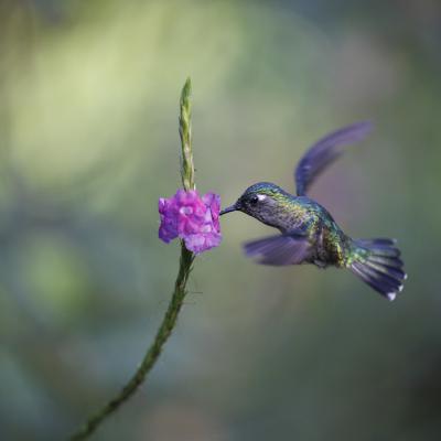 Jean-Pierre Fautres - Colibri