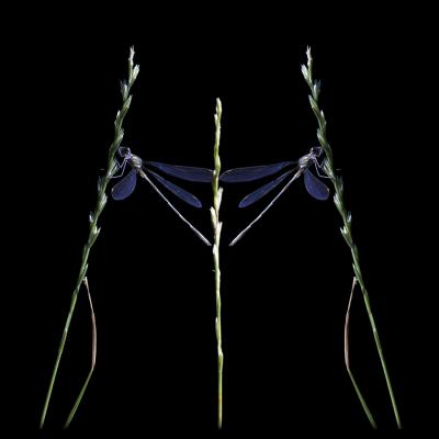 Eric Fontaine - Graphisme Libellules