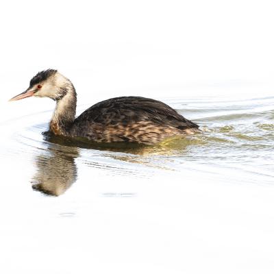 Gérard Guillaume - Tryptique volant - 1