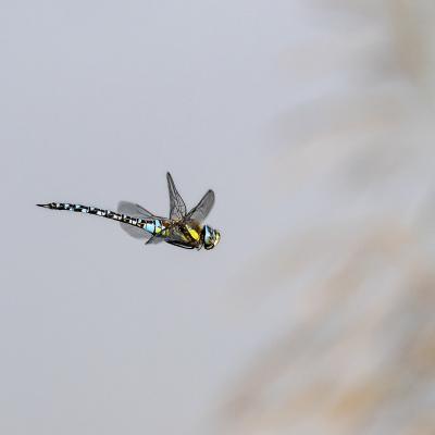 Gérard Guillaume - Tryptique volant - 2