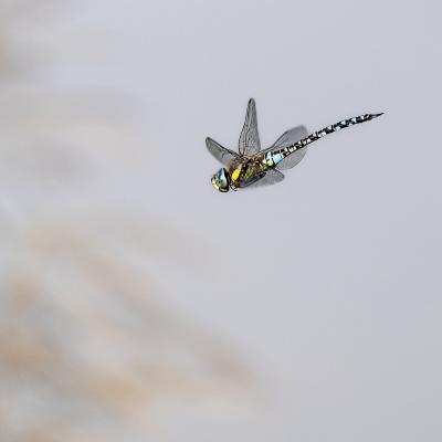 Gérard Guillaume - Tryptique volant - 2