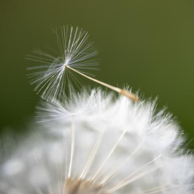 Luc Guillaumet - Avant l'envol