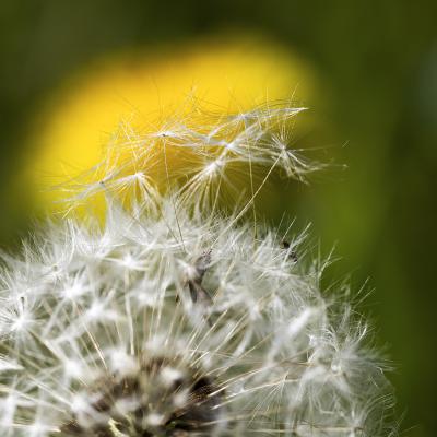 Luc Guillaumet - Avant l'envol