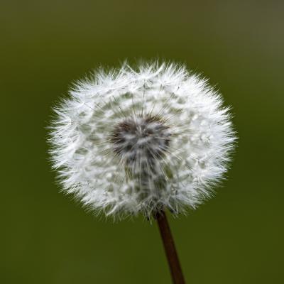 Luc Guillaumet - Avant l'envol