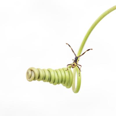 Patrice Guyot - Vrille végétale