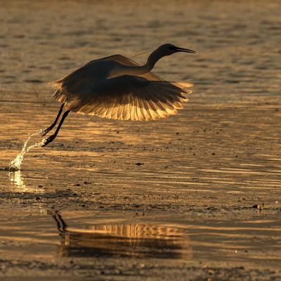 Patrick Helfer - Envol