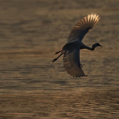 Patrick Helfer - Envol