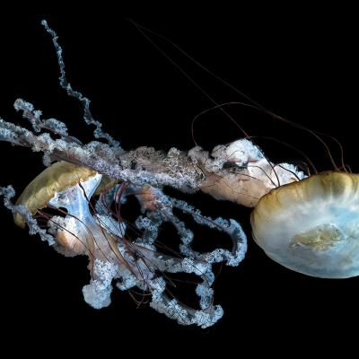 Anne-Marie Histe - Méduse colorée