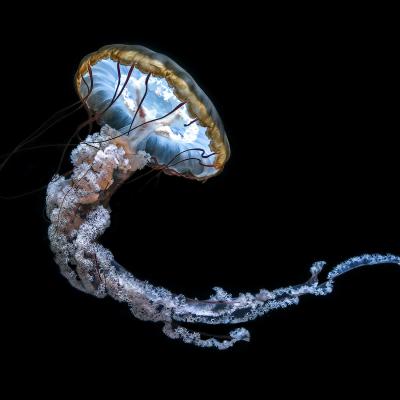 Anne-Marie Histe - Méduse colorée