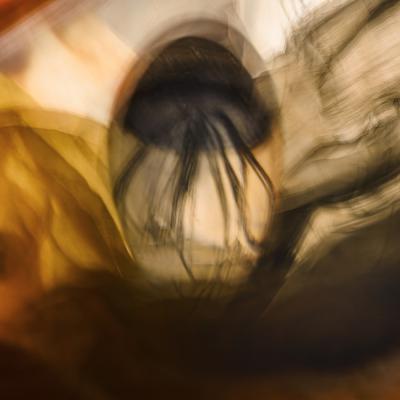 Philippe Loiseau - Chimère