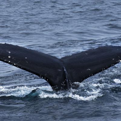 Marie-Ange Vasseur - Belle rencontre