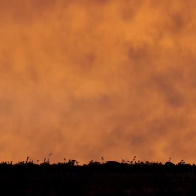 Jean-Claude Vigreux - Ombres chinoises