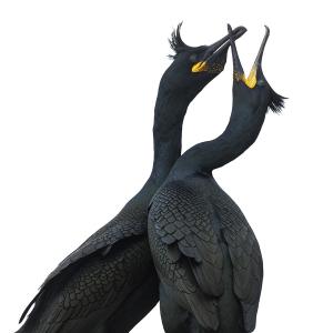 Marie-Jeanne FAUTRES - Meilleure photo de la compétition